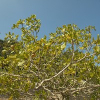 Gardenia fosbergii Tirveng.